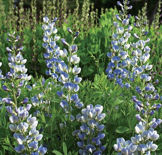 Baptisia × Bicolor 'Starlite',False Indigo 'Starlite', Bastard Lupine 'Starlite', Blue False Indigo 'Starlite', False Lupine 'Starlite', Prairieblues Series, blue flowers, blue perennials